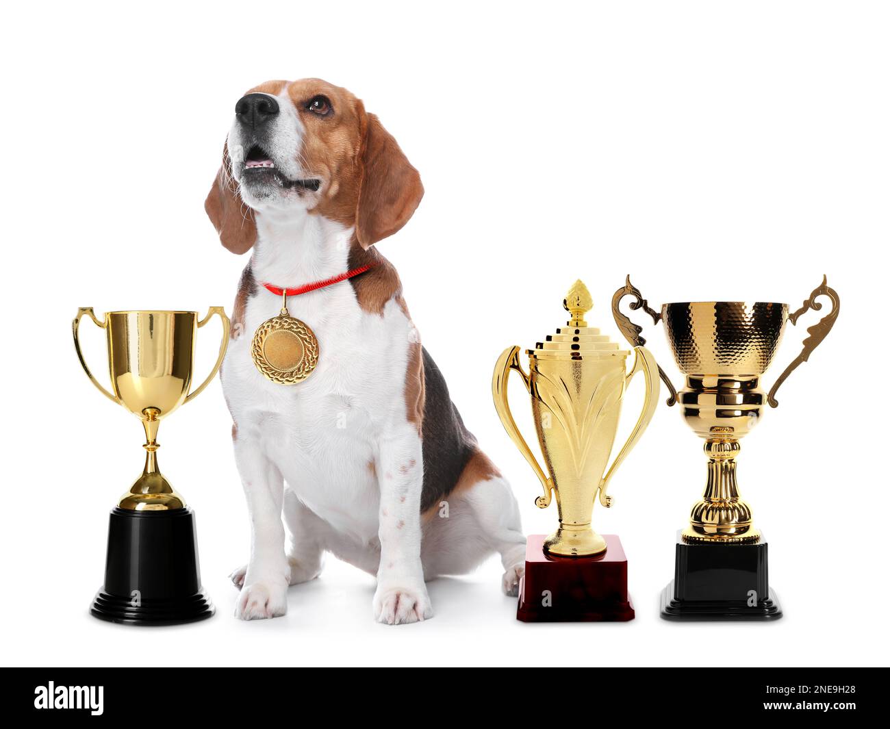 https://c8.alamy.com/comp/2NE9H28/cute-beagle-dog-with-gold-medal-and-trophy-cups-on-white-background-2NE9H28.jpg