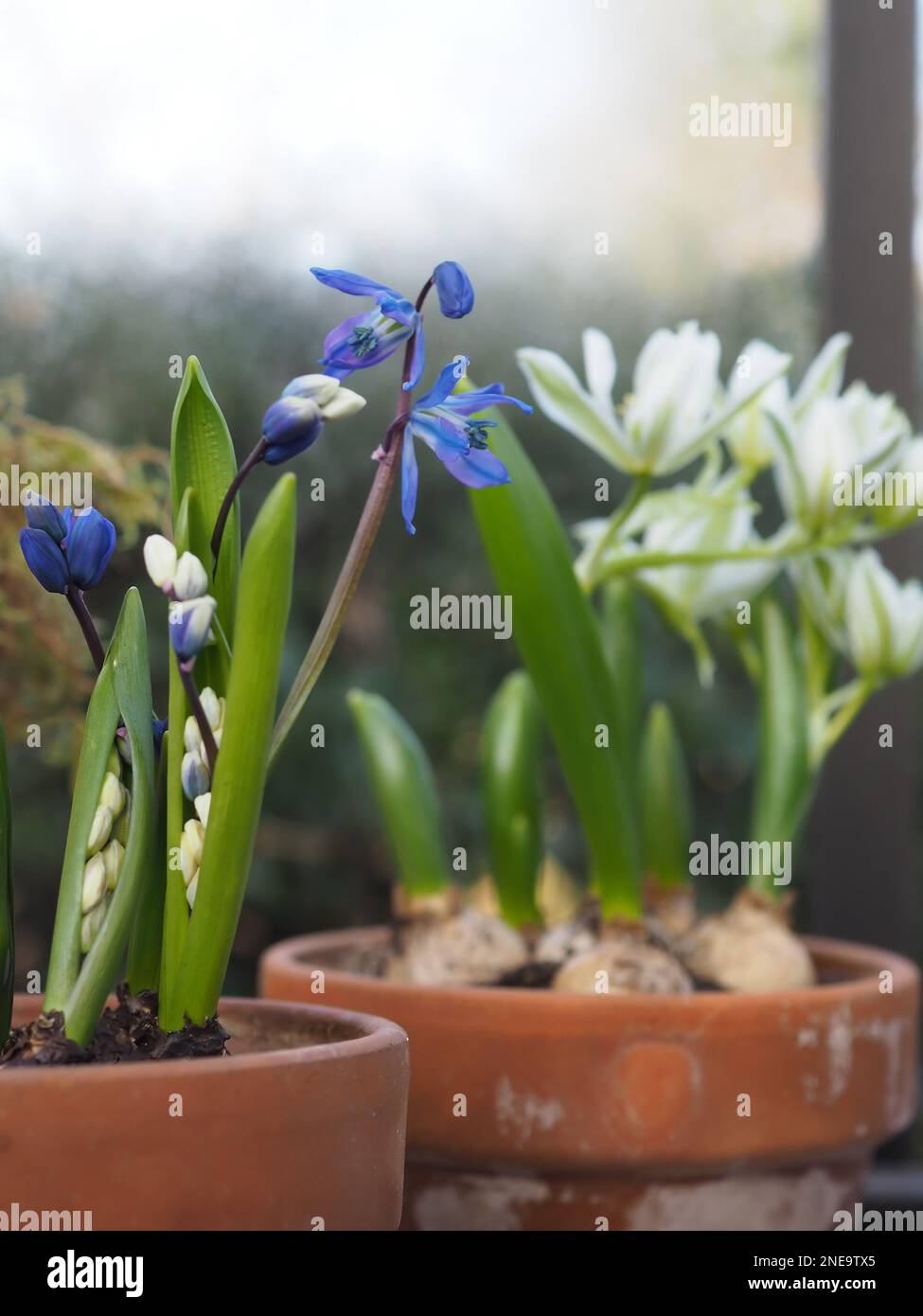 Close up of Scilla siberica (Siberian squill) and Ornithogalum balansae (Star of Bethlehem) spring bulbs in little terracotta pots taken in winter Stock Photo