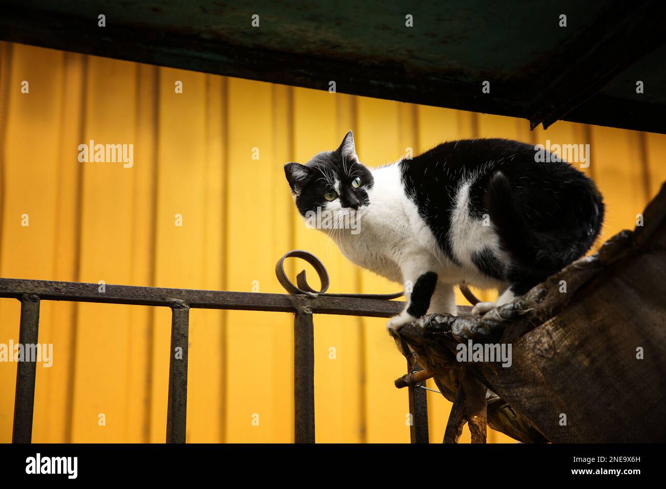 Cute black and white cat sitting on fence outdoors Stock Photo - Alamy