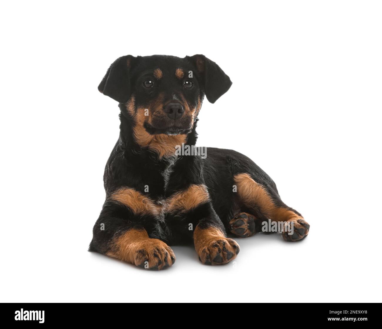 Cute little puppy lying on white background Stock Photo - Alamy