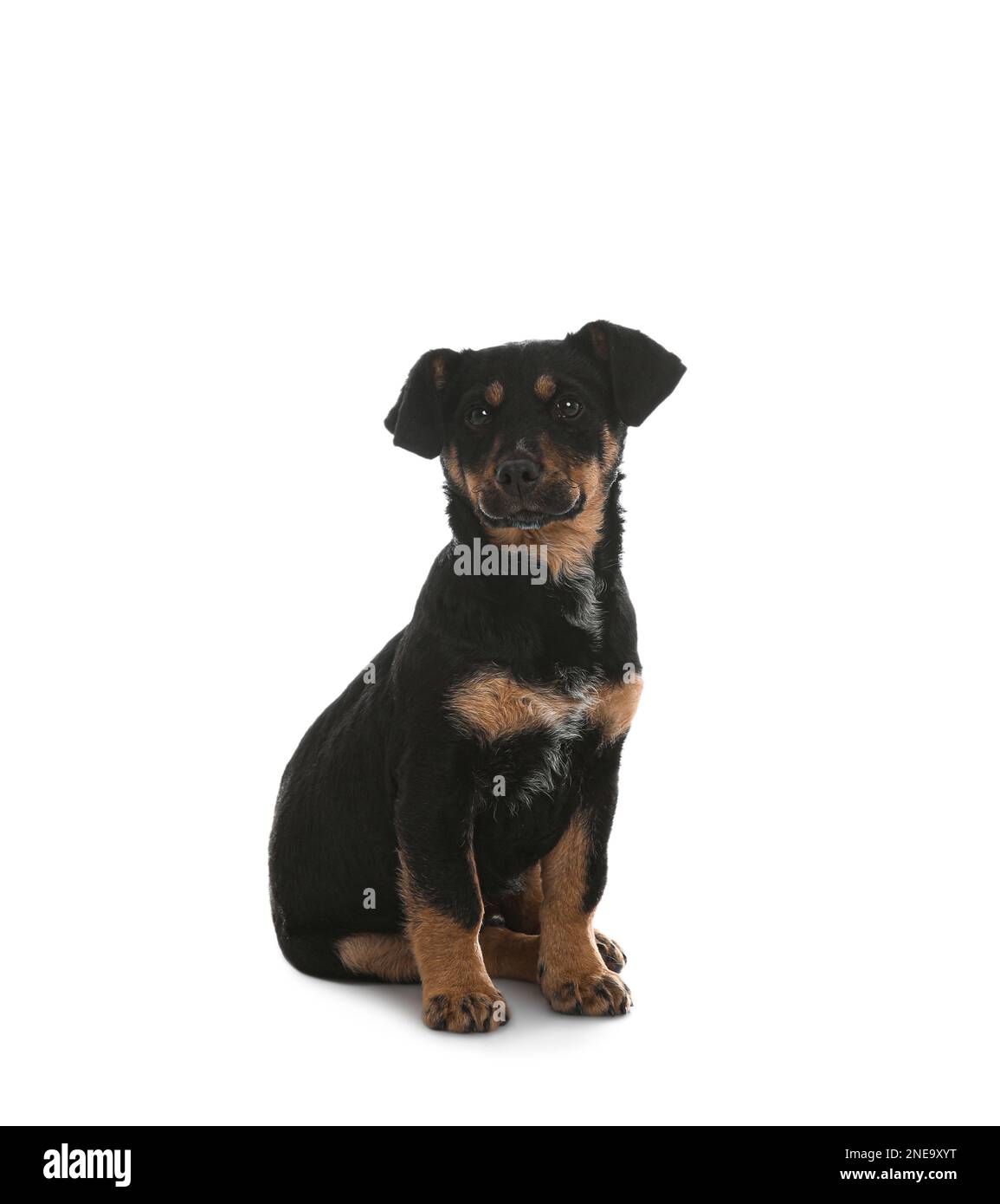 Cute little puppy sitting on white background Stock Photo - Alamy
