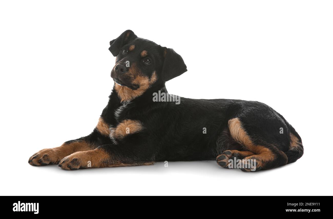 Cute little puppy lying on white background Stock Photo - Alamy