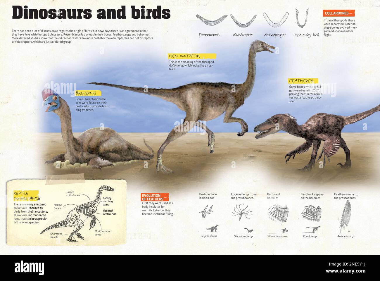 Infographics about the ancestors of birds, such as the maniraptora, and other types of dinosaurs with feathers. [QuarkXPress (.qxp); 4842x3248]. Stock Photo