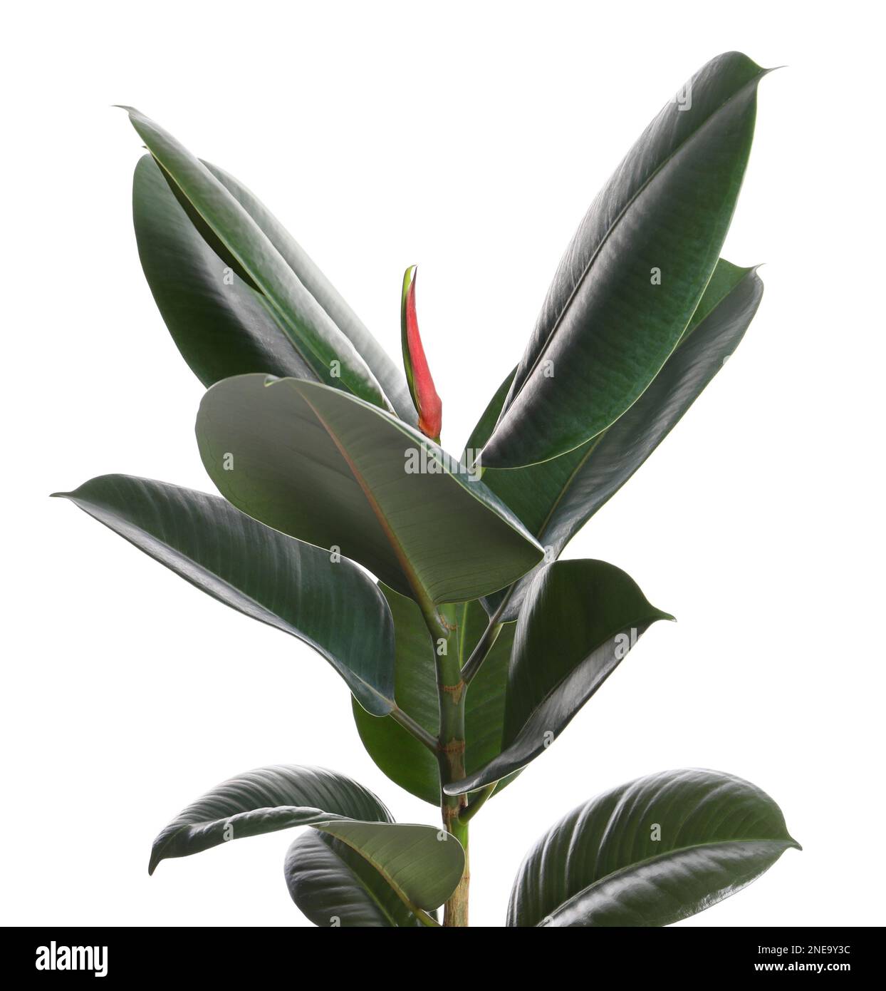 Ficus Elastica 'Green'