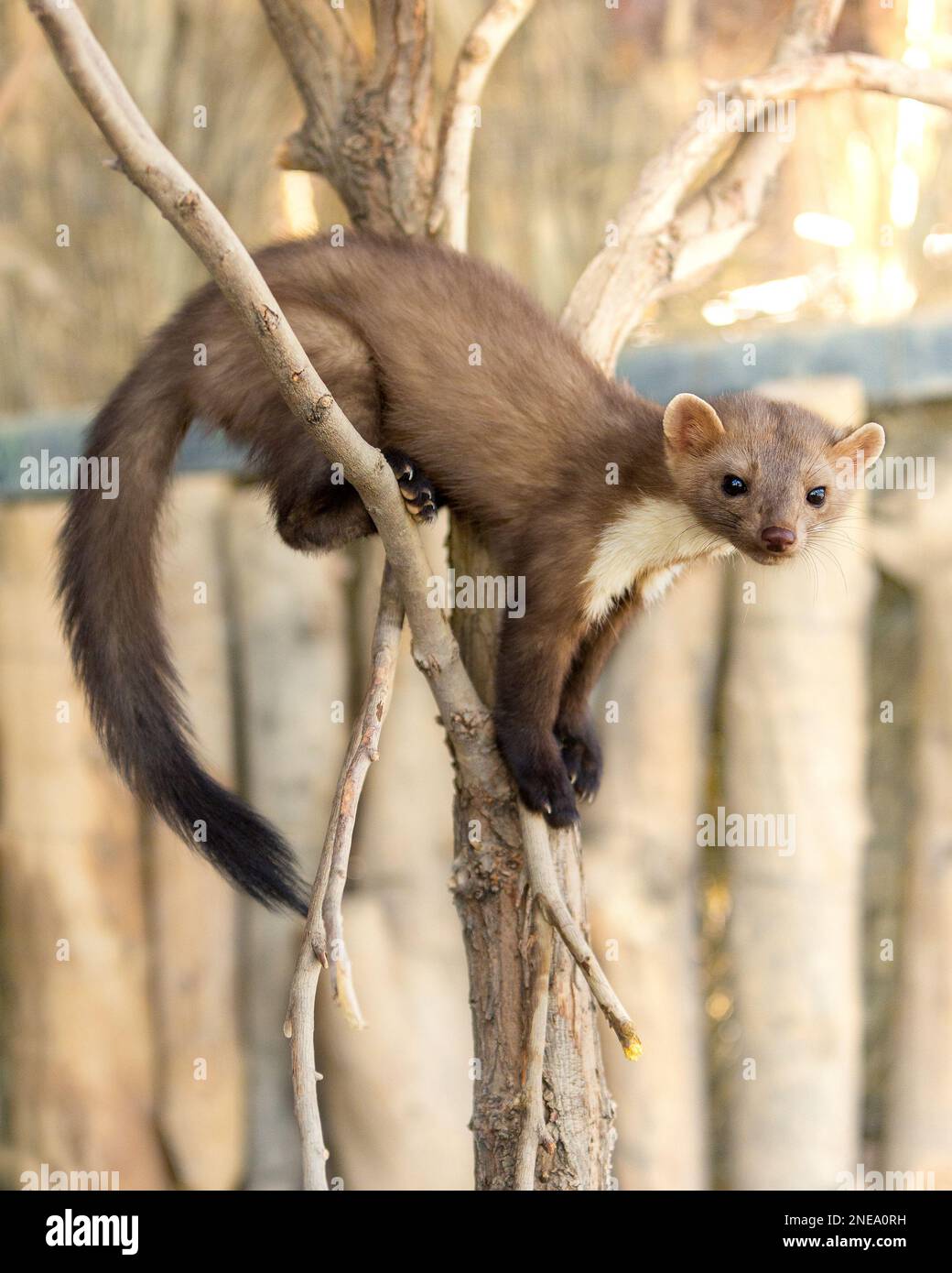 A Brown Weasel Curled Up on a Branch Stock Photo