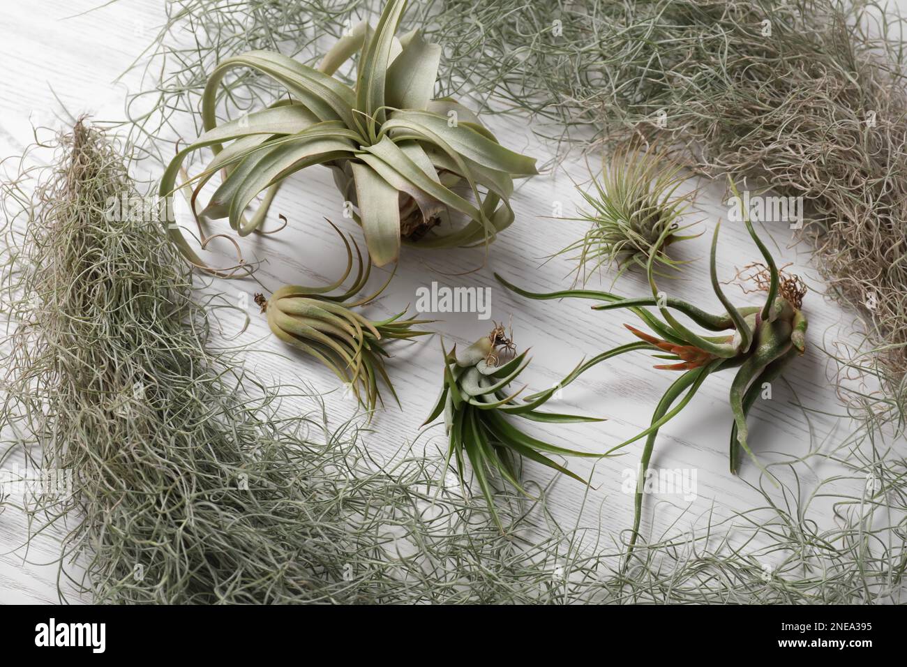 Different tillandsia plants on white wooden table, above view. House decor Stock Photo