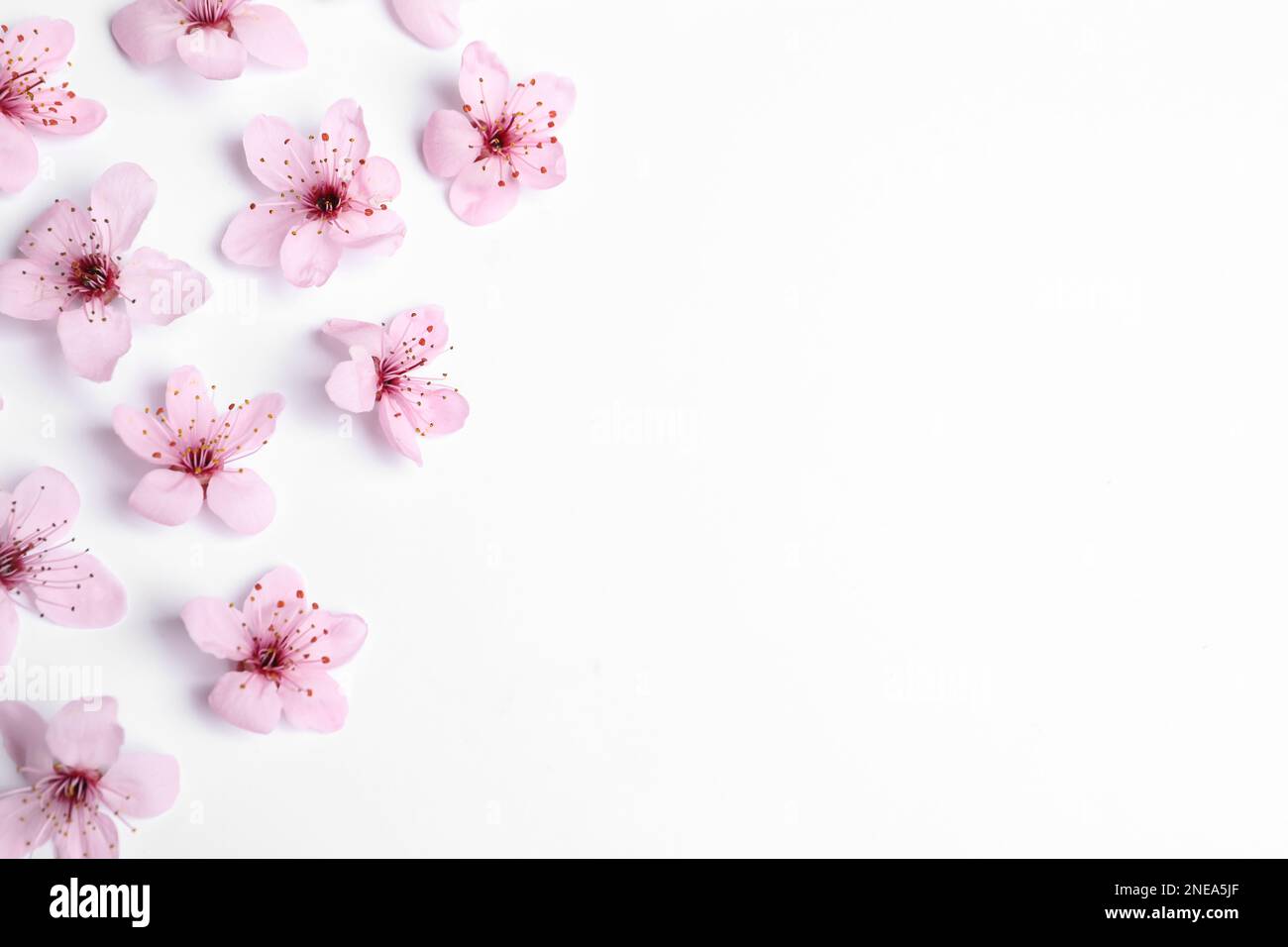 Beautiful spring tree blossoms as border on white background, top view ...