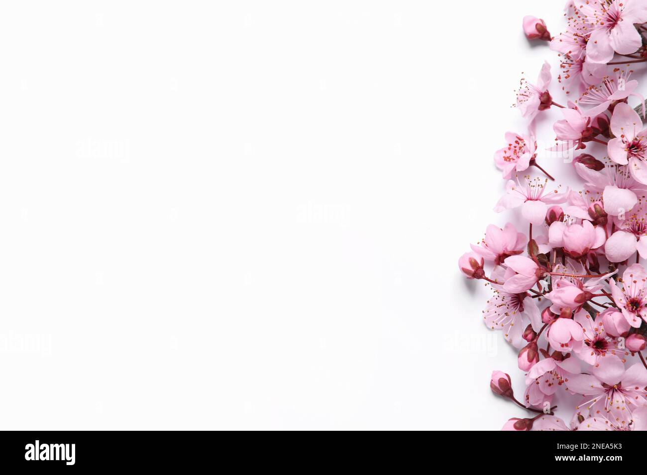 Beautiful spring tree blossoms as border on white background, top view ...