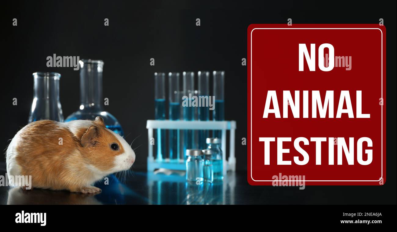 STOP ANIMAL TESTING. Guinea pig and laboratory glassware on table Stock Photo Alamy