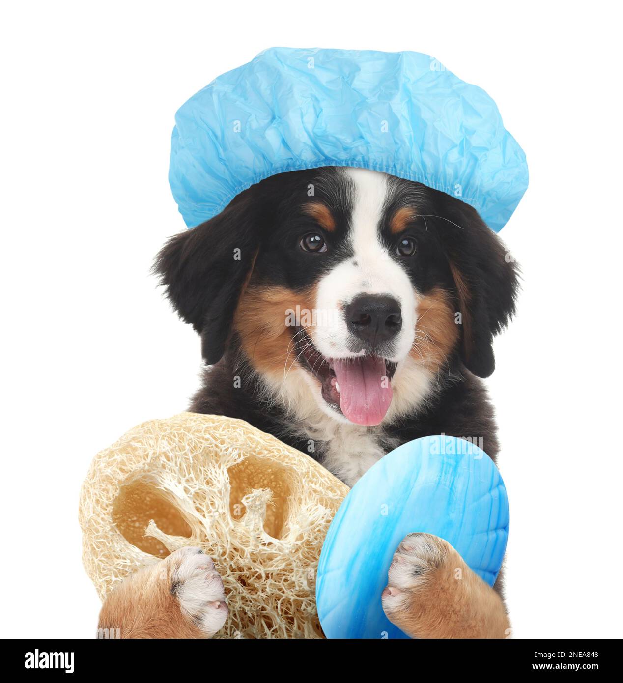 Cute funny dog with shower cap and different accessories for bathing on white background Stock Photo