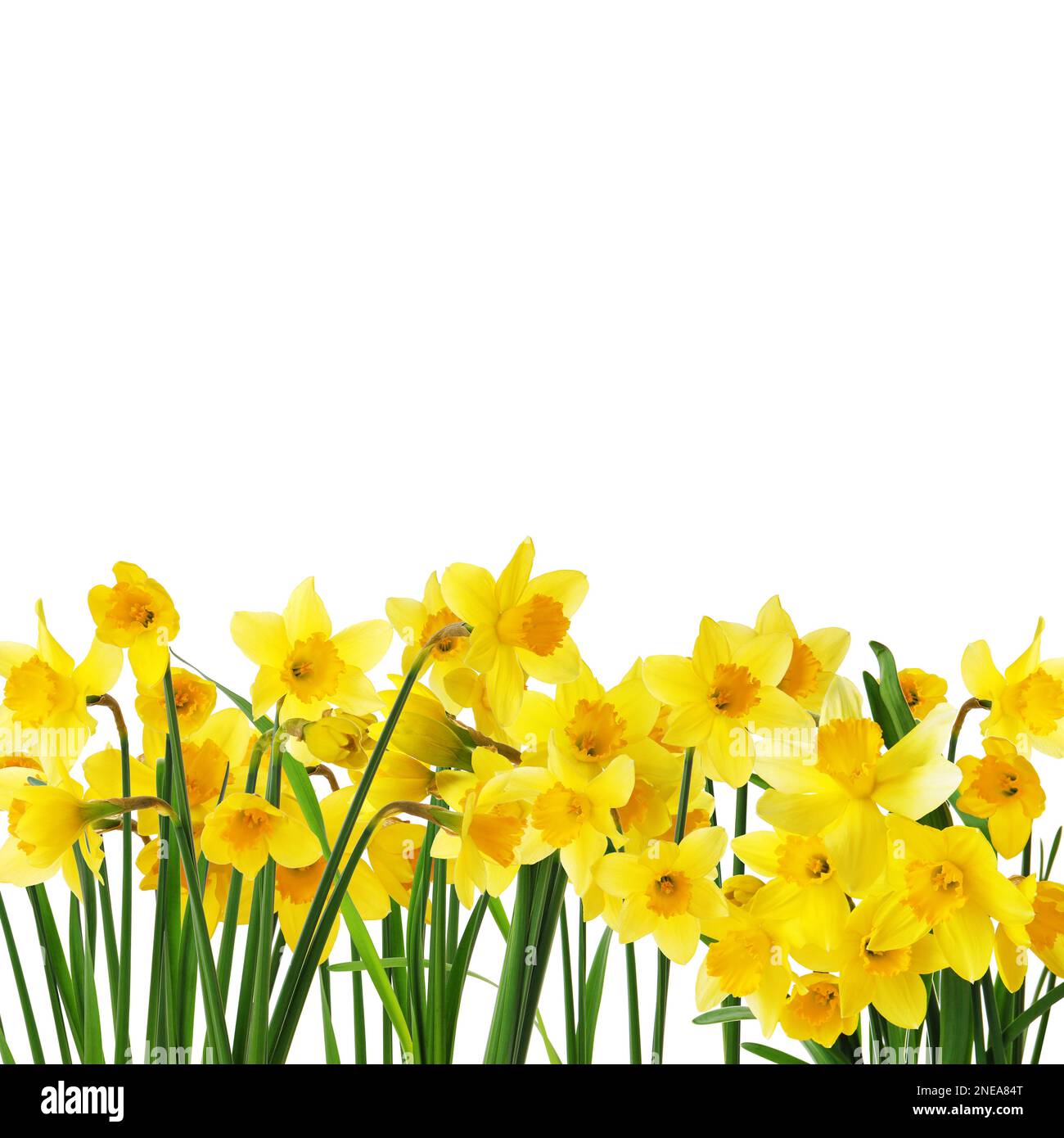 Many beautiful yellow daffodils on white background Stock Photo - Alamy