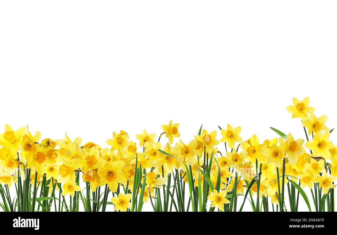Many beautiful yellow daffodils on white background Stock Photo - Alamy