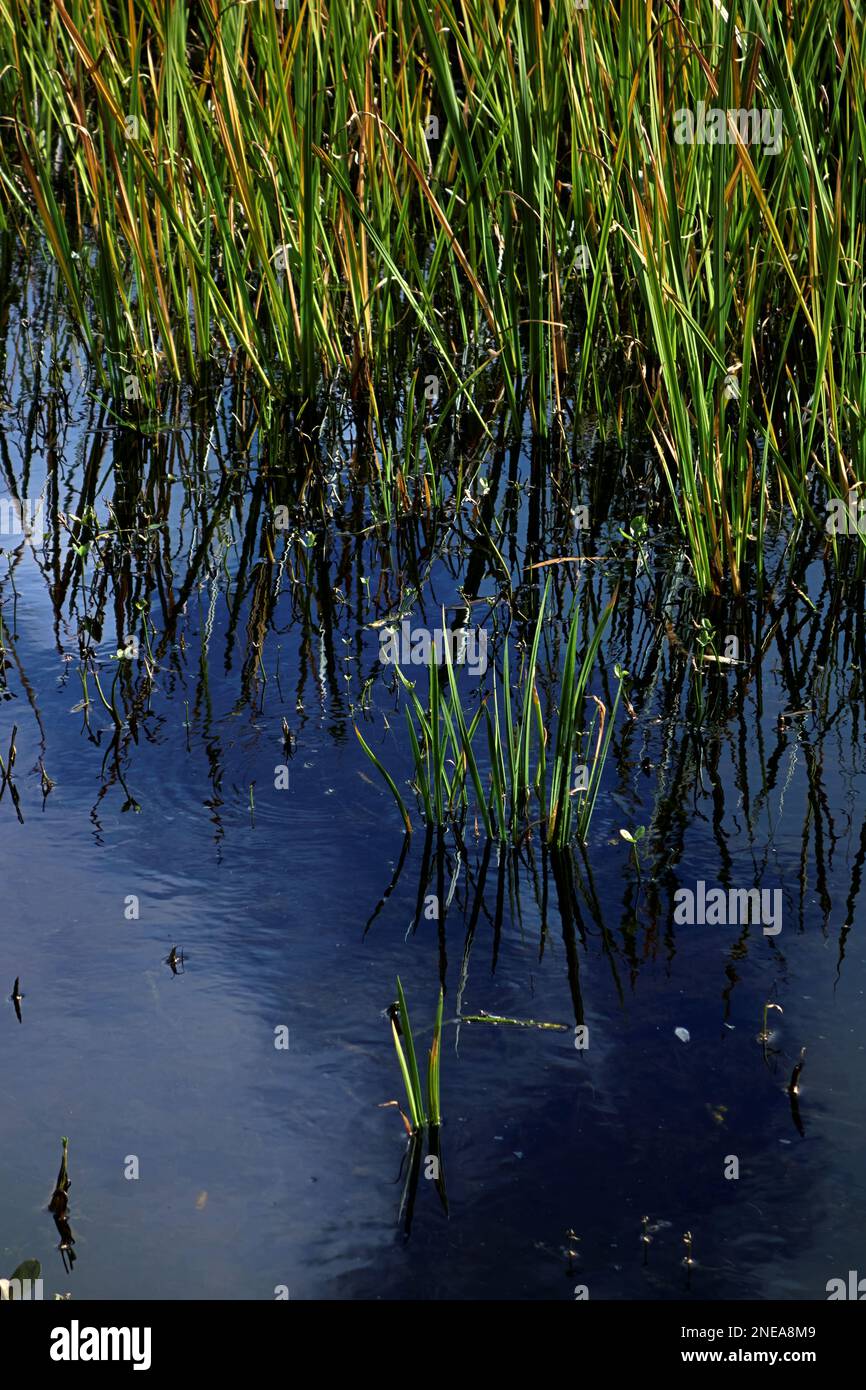 Grasses growing at the edge of a pond in Scotland Stock Photo Alamy