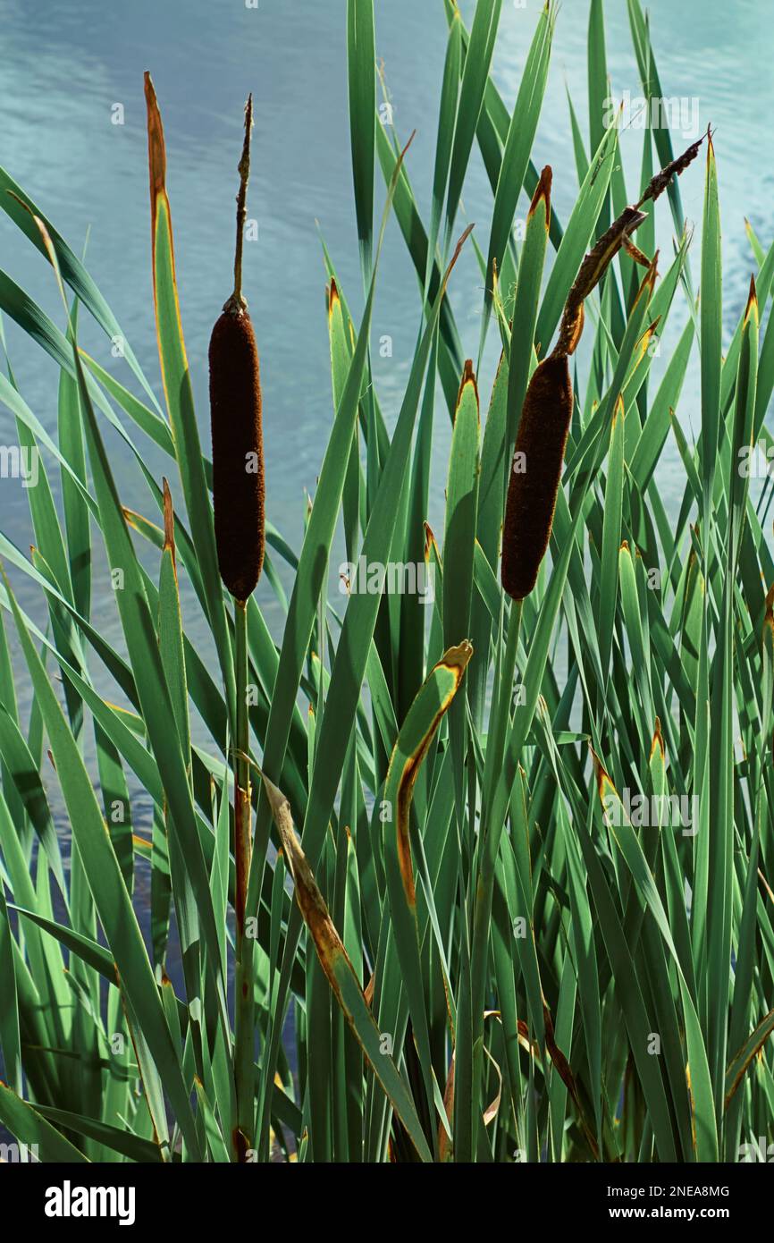 Bulrushes on a riverbank in Scotland. Stock Photo