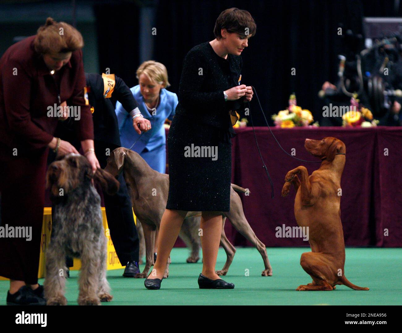 Gedeon, a vizsla, looks to the animal's handler, Alessandra Folz