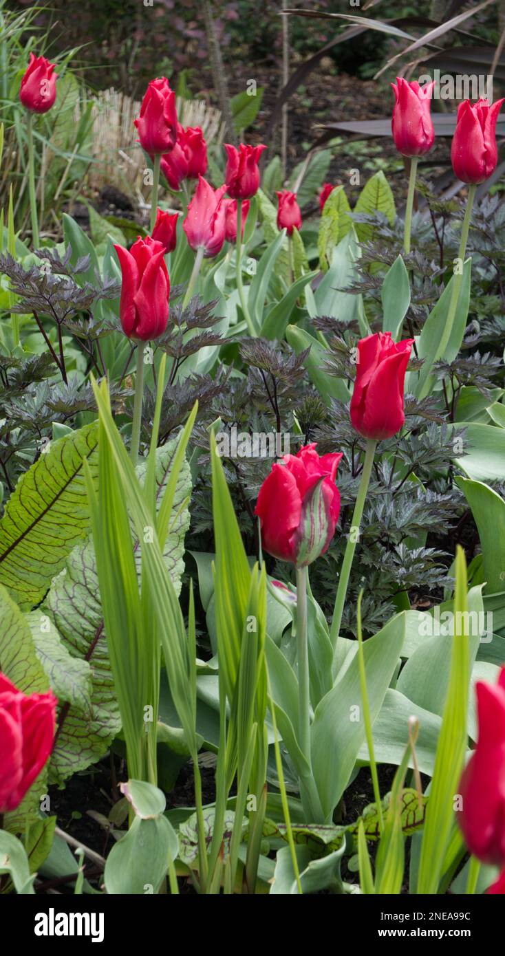 Tulipa 'Pretty woman' Stock Photo
