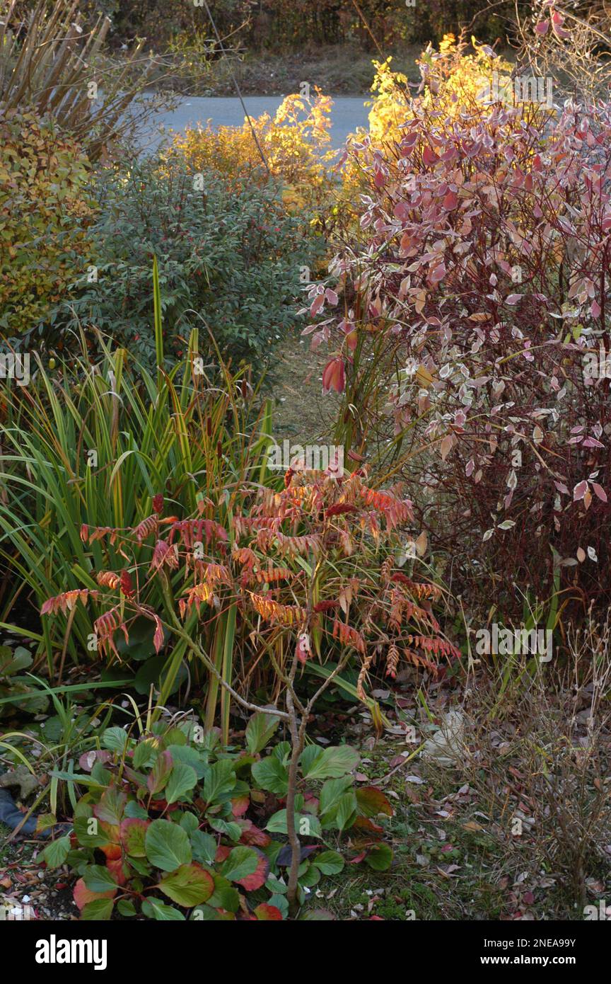 Autumn colours beside a pond in an English cottage garden Stock Photo ...