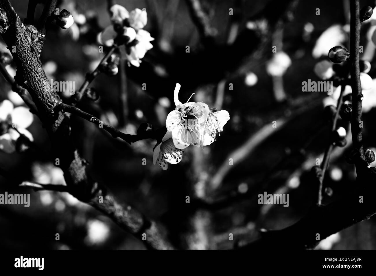 Cherry blossom wallpaper Black and White Stock Photos & Images - Alamy