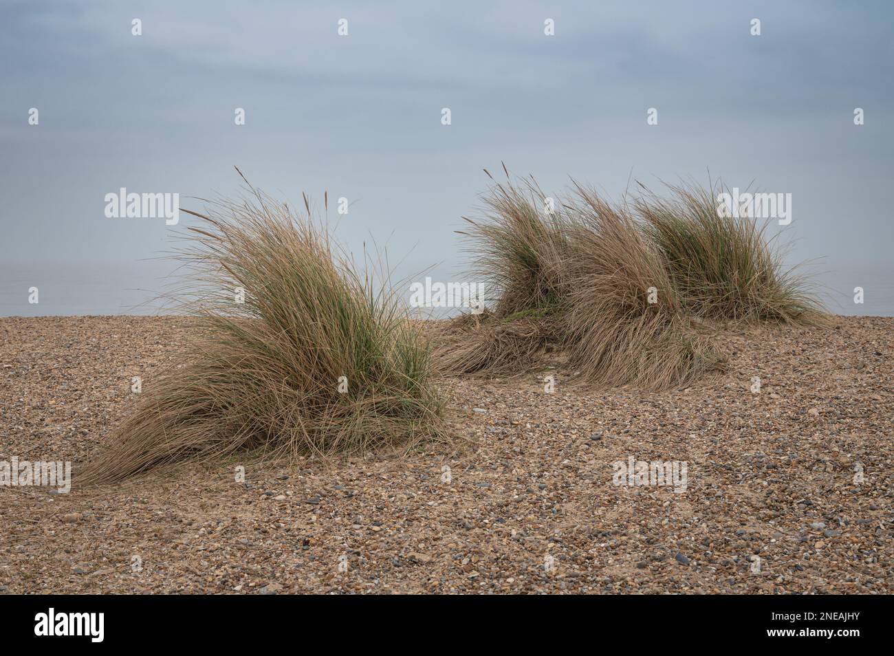 Maram grass on a stoney beach in Walberswick, Suffolk. Greay, mooody day. Stock Photo