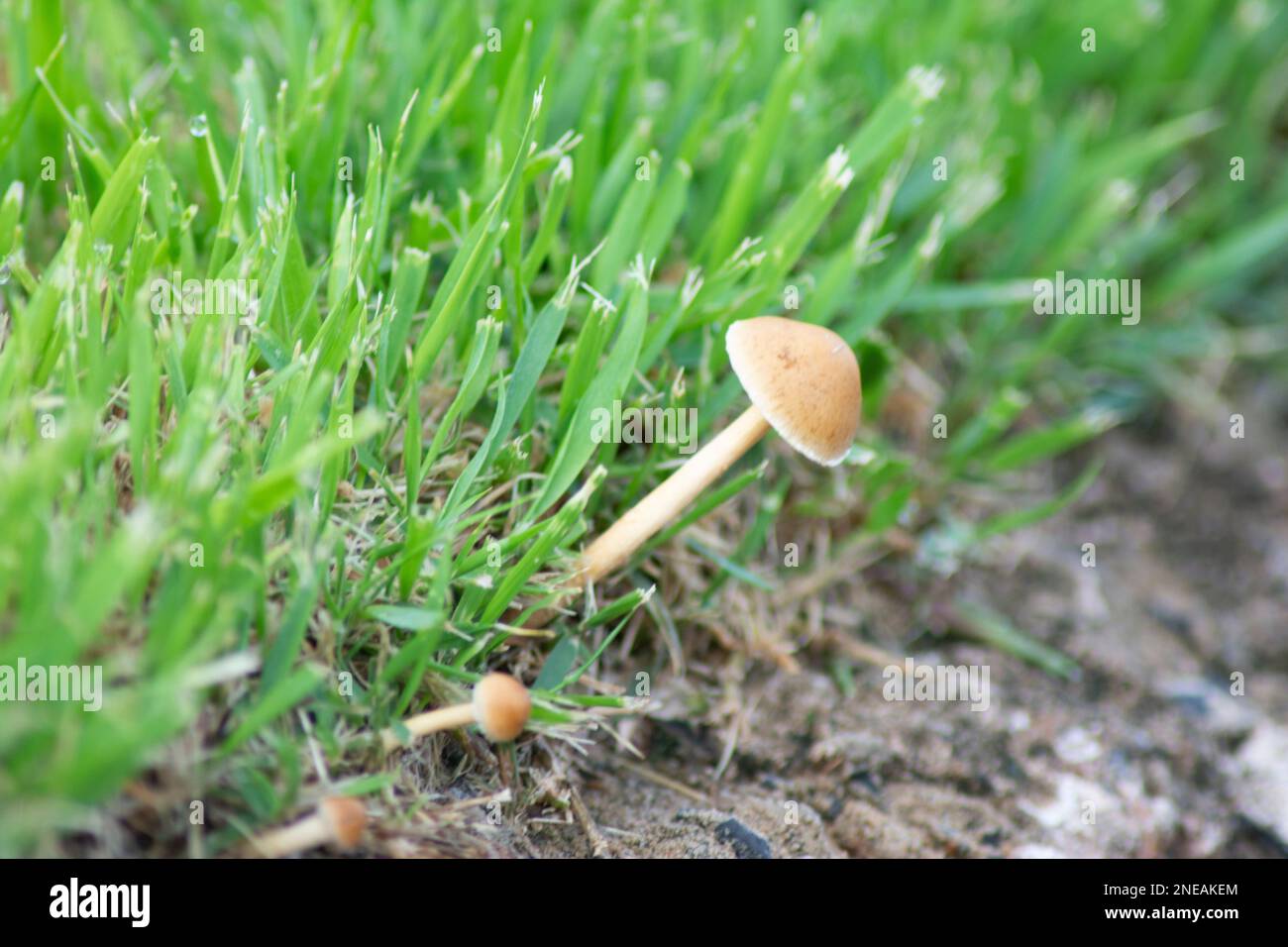 Mushroom in garden hi-res stock photography and images - Alamy