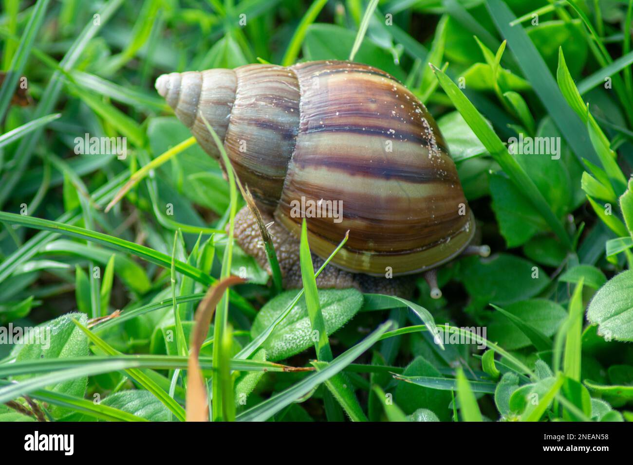 Closeup of giant African snail (Achatina fulica) on green grass. The