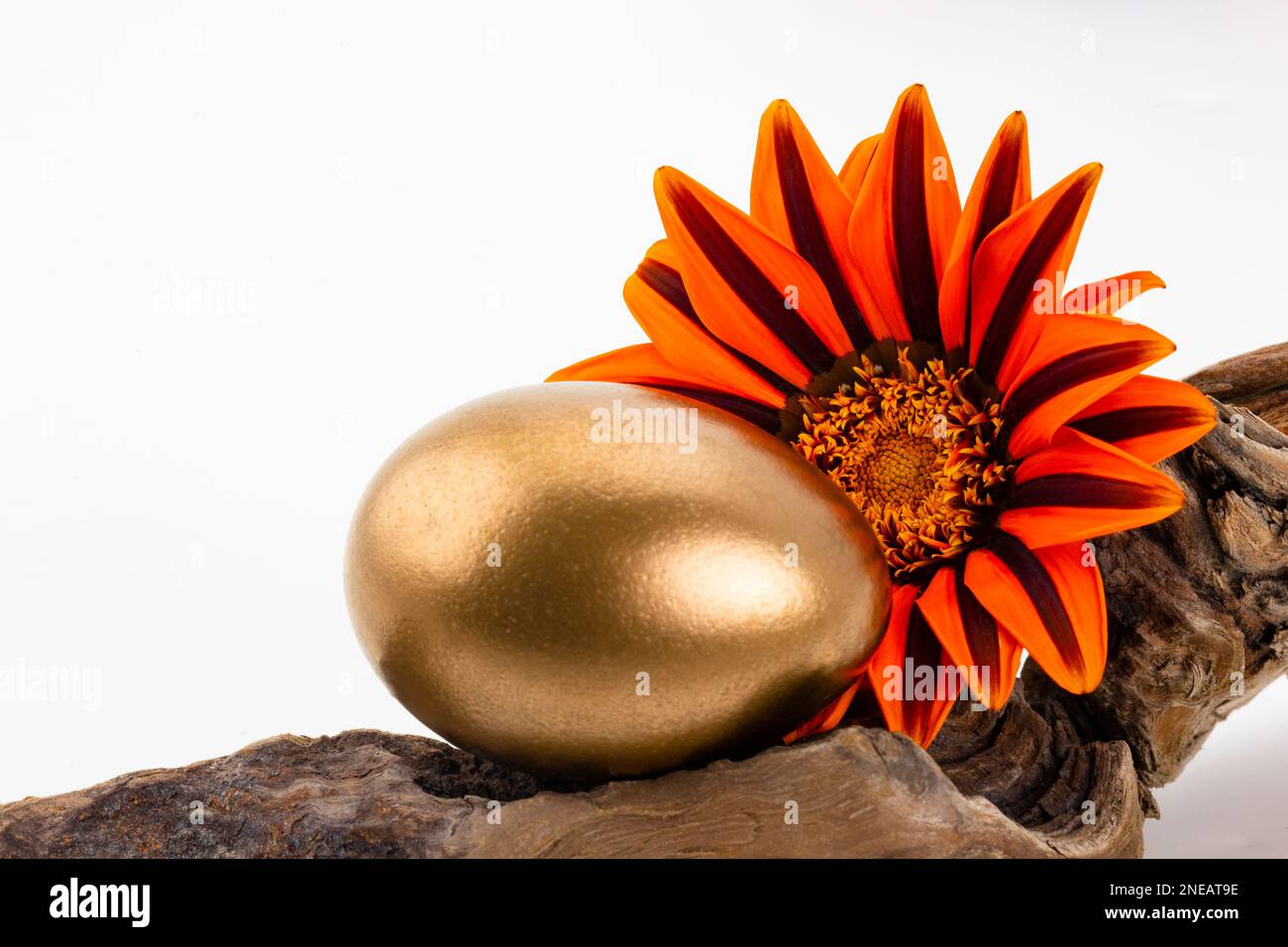Concept of successful wealth management seen in symbols of gold nest egg, colorful flower, and gnarled wood on white background Stock Photo