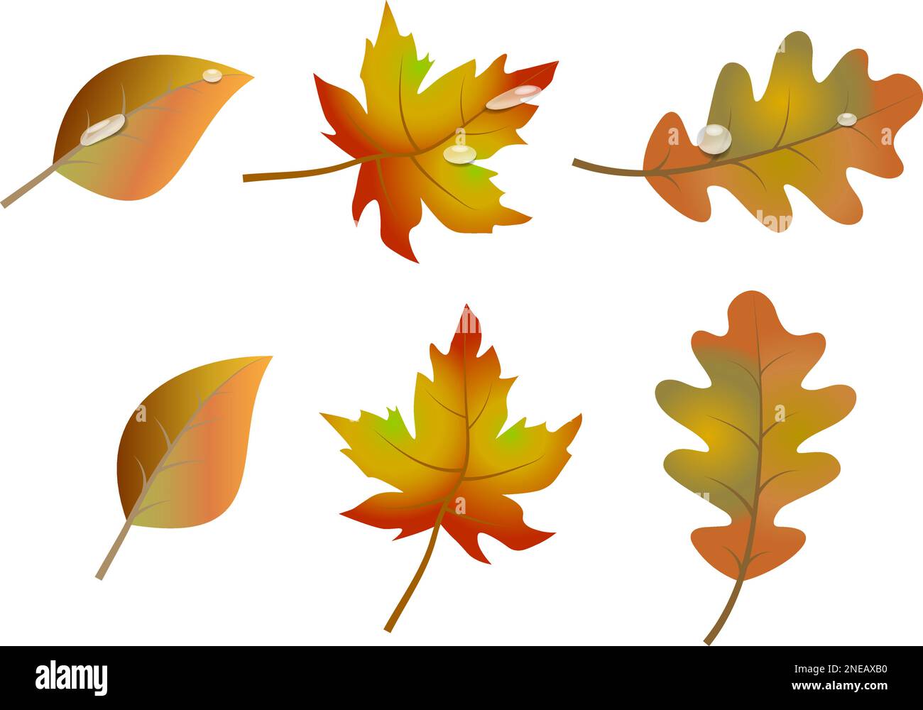 Collection of summer and autumn leaves with dew and rain drops Stock Vector