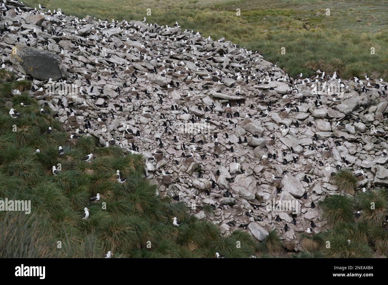 BlackBrowed Albatross and Rockhopper penguins Stock Photo Alamy