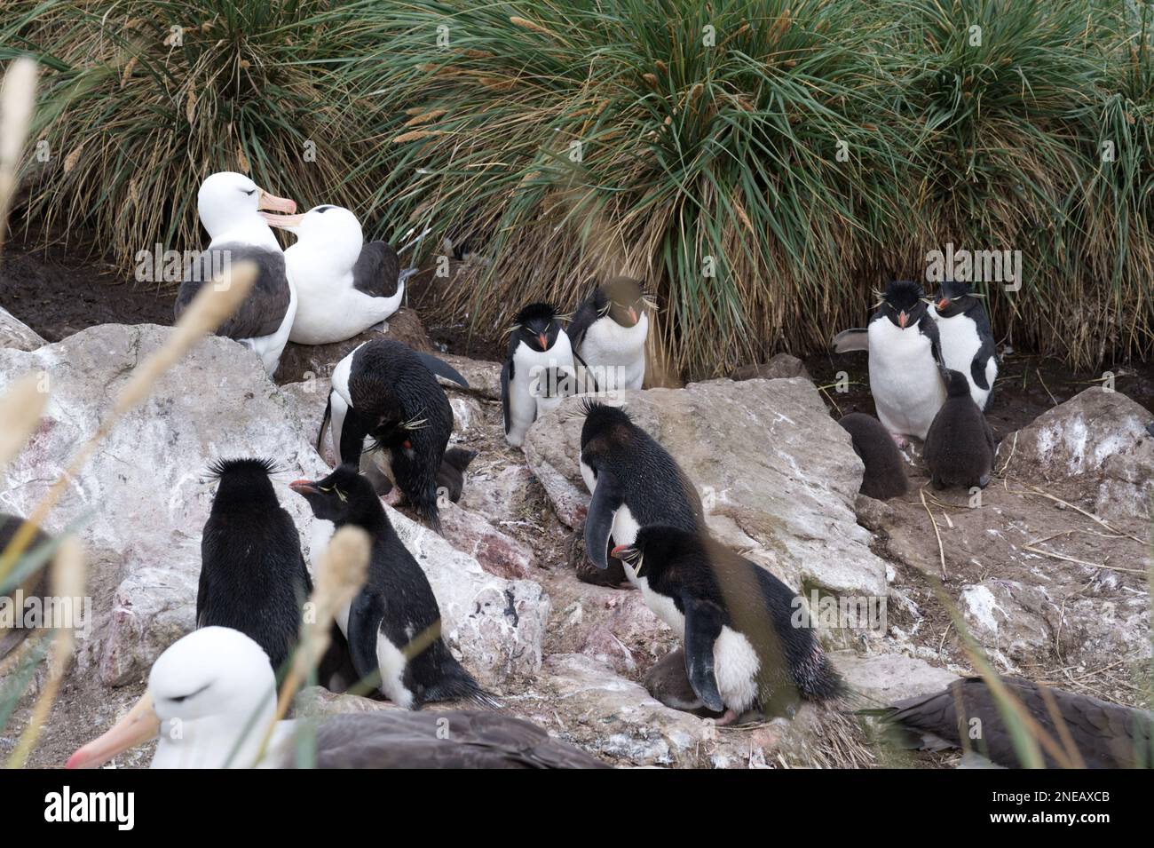 BlackBrowed Albatross and Rockhopper Penguins Stock Photo Alamy