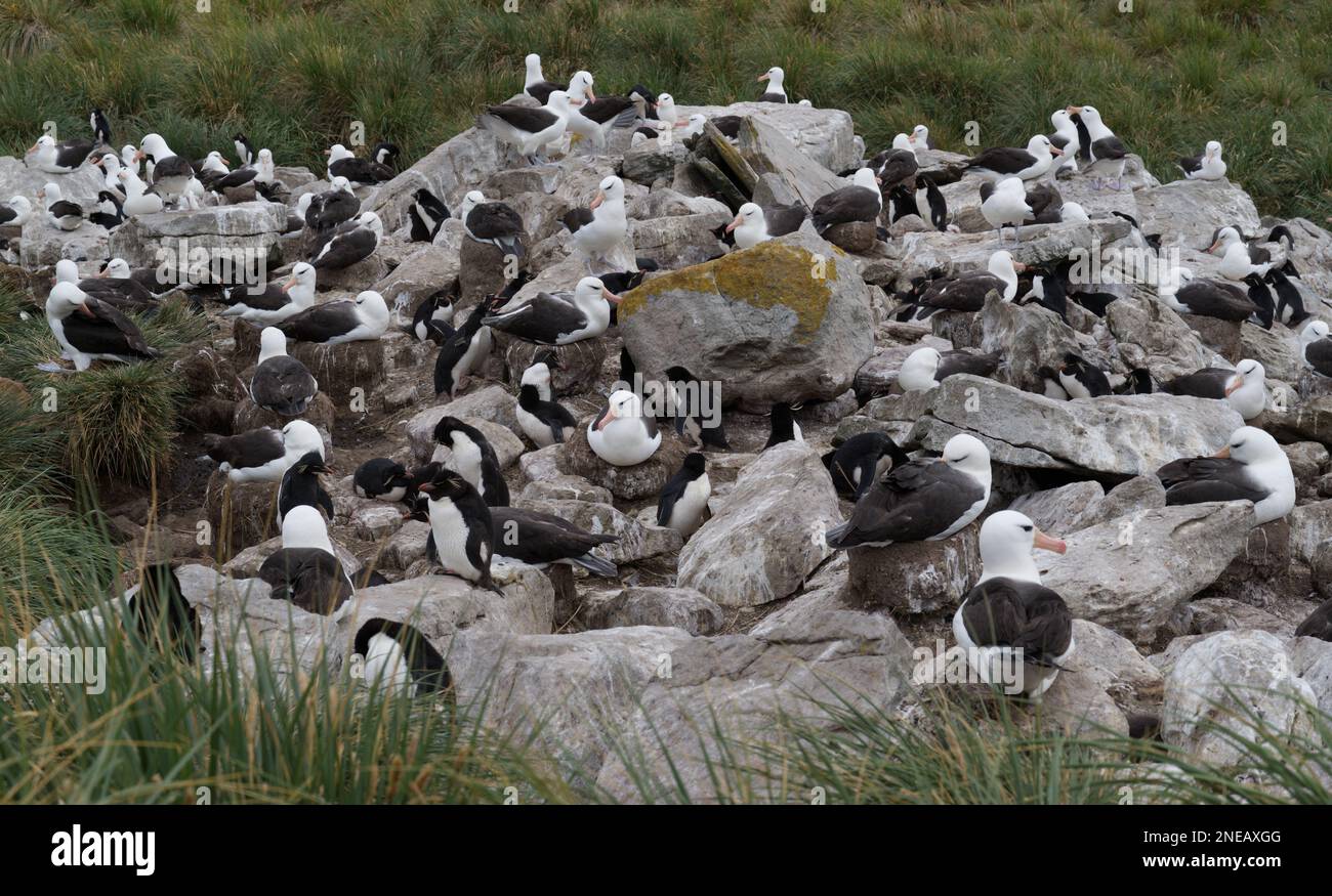 BlackBrowed Albatross and Rockhopper penguins Stock Photo Alamy