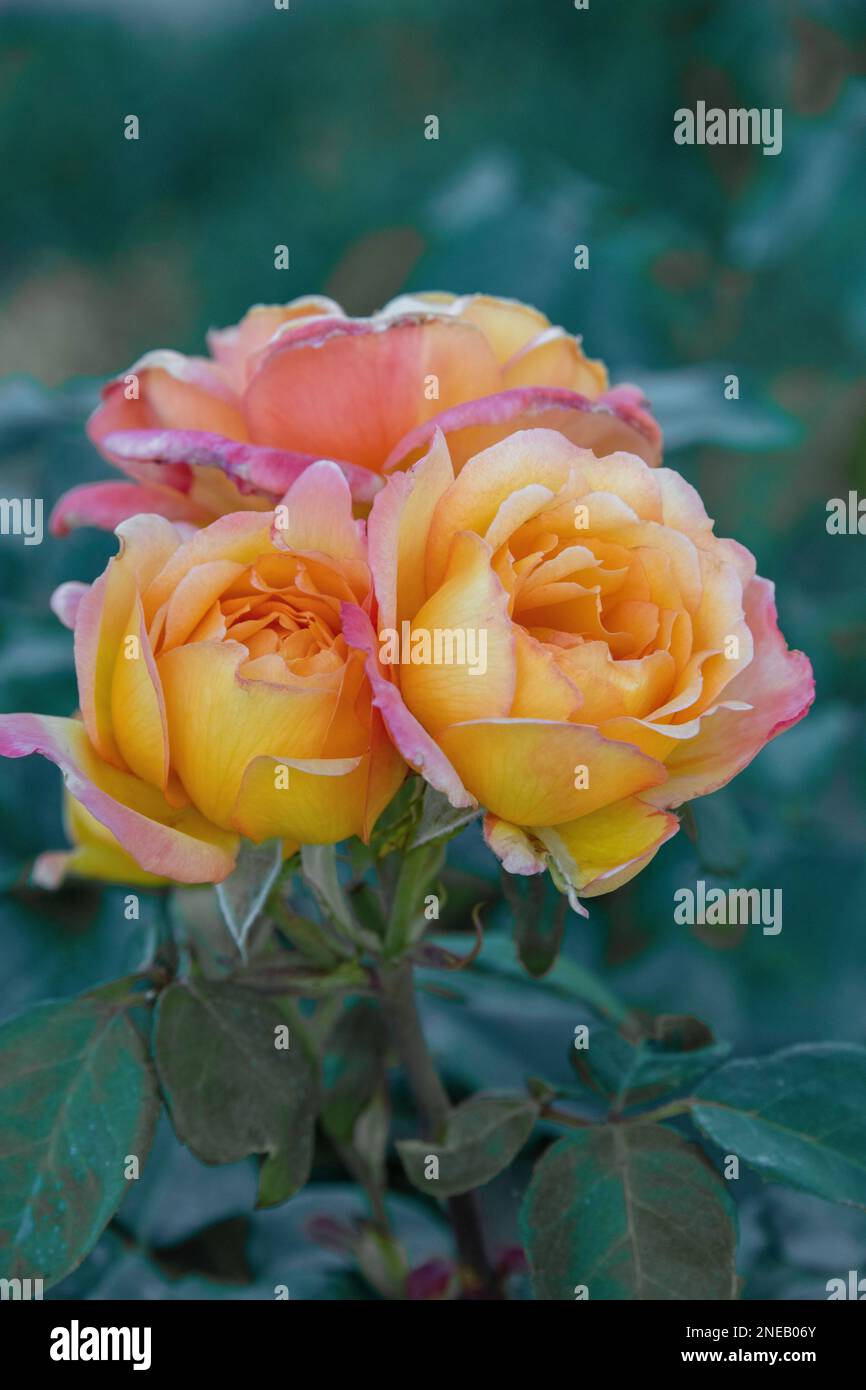 Bunch of flowers in bloom Stock Photo