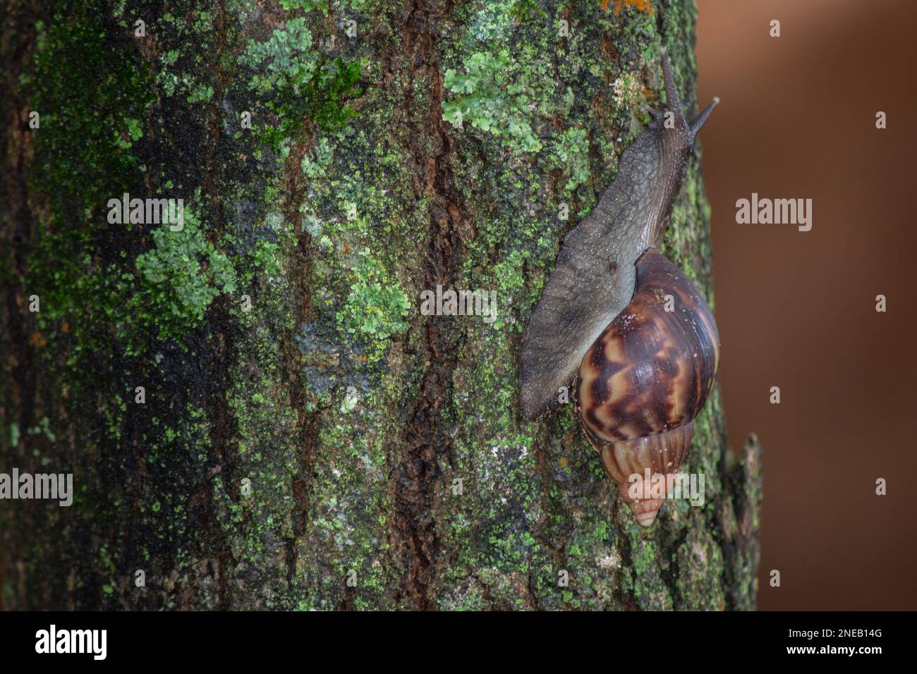 Giant African Snail (Achatina fulica) climbing tree trunk