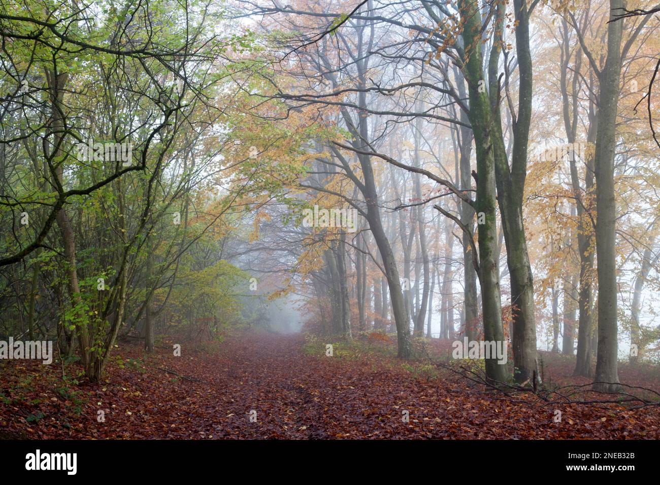 A misty morning in Great Ridge Woods, near Sherrington in Wiltshire. Stock Photo