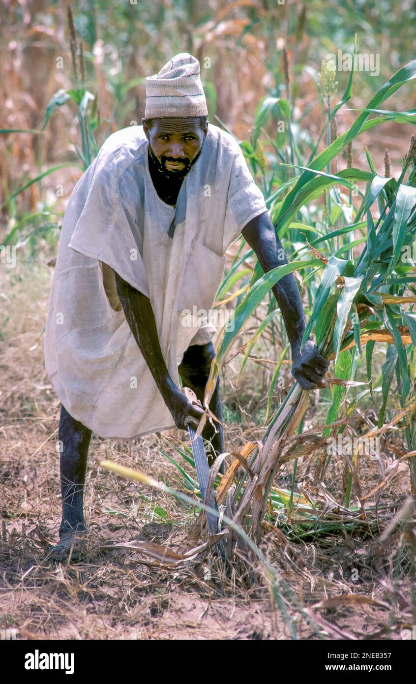 Man harvesting the failed corn crop in the South of Niger Stock Photo