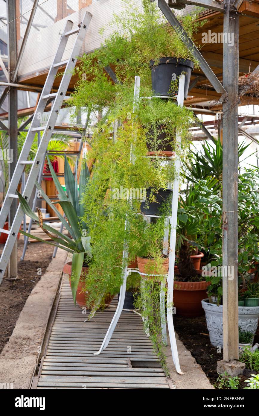 The plants growing in a greenhouse Stock Photo - Alamy