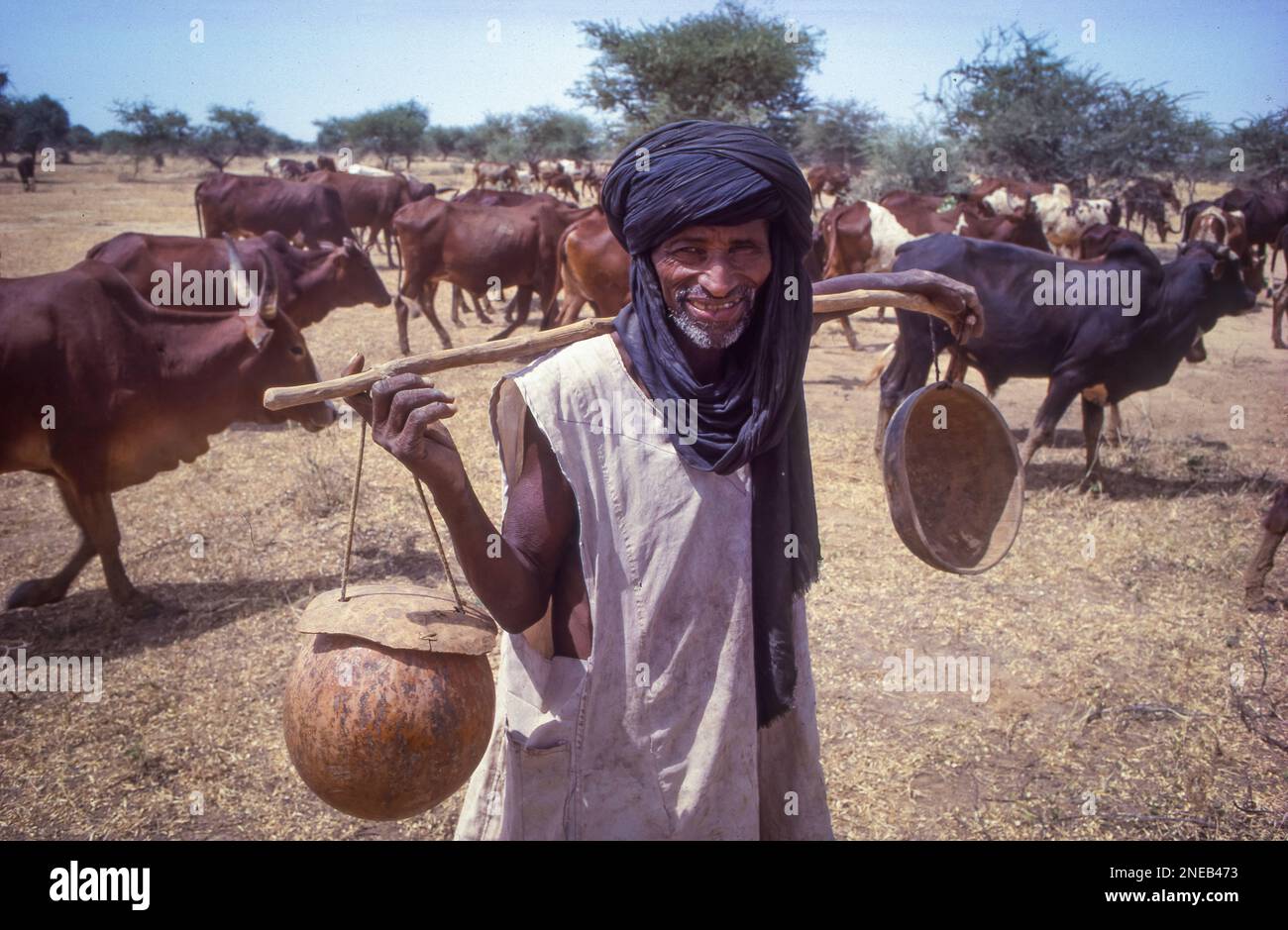Niger, Touareg in the north with his cows carries bowls of milk. The milk turns sauer, because of the heat and in this way it will be drinkable for a Stock Photo