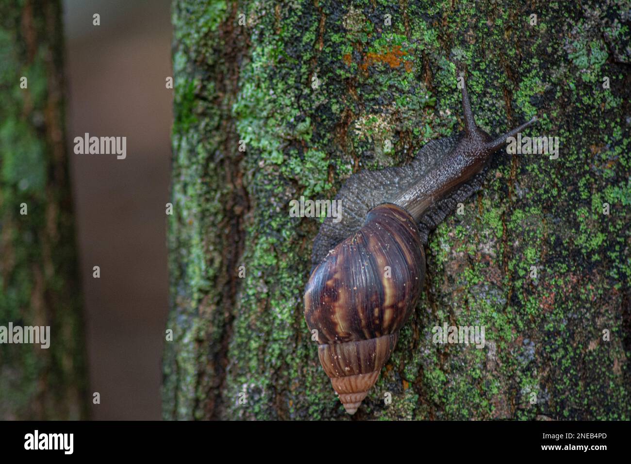 Giant African Snail (Achatina fulica) climbing tree trunk