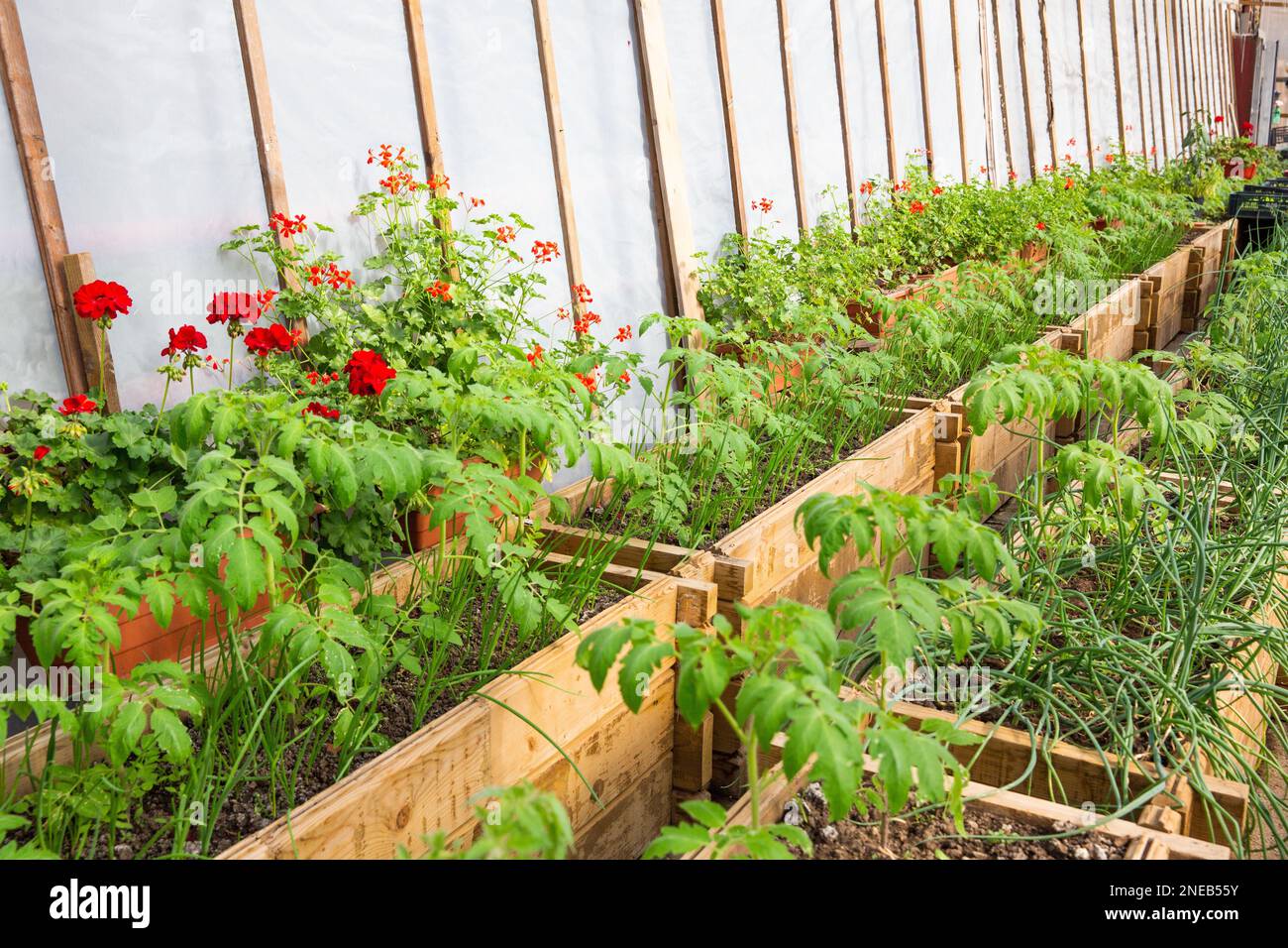 The plants and flowers growing in a greenhouse Stock Photo - Alamy
