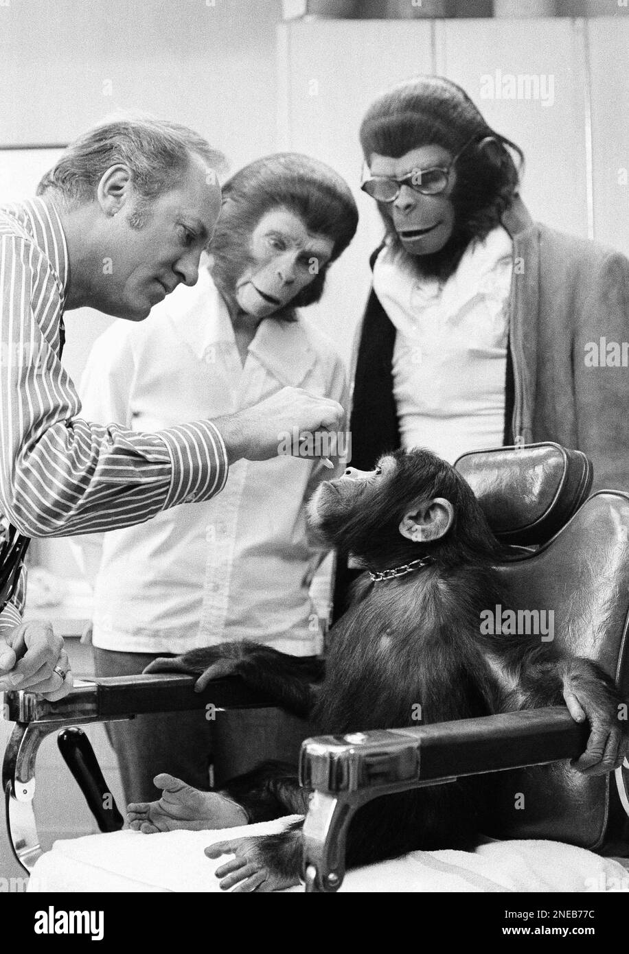 Kelly the acting chimp, whose real nose is too flat for his role in