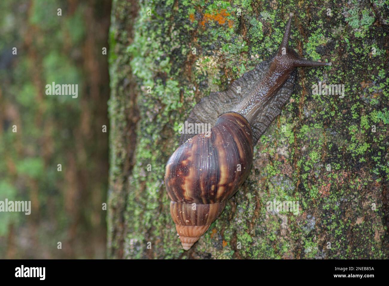 Giant African Snail (Achatina fulica) climbing tree trunk