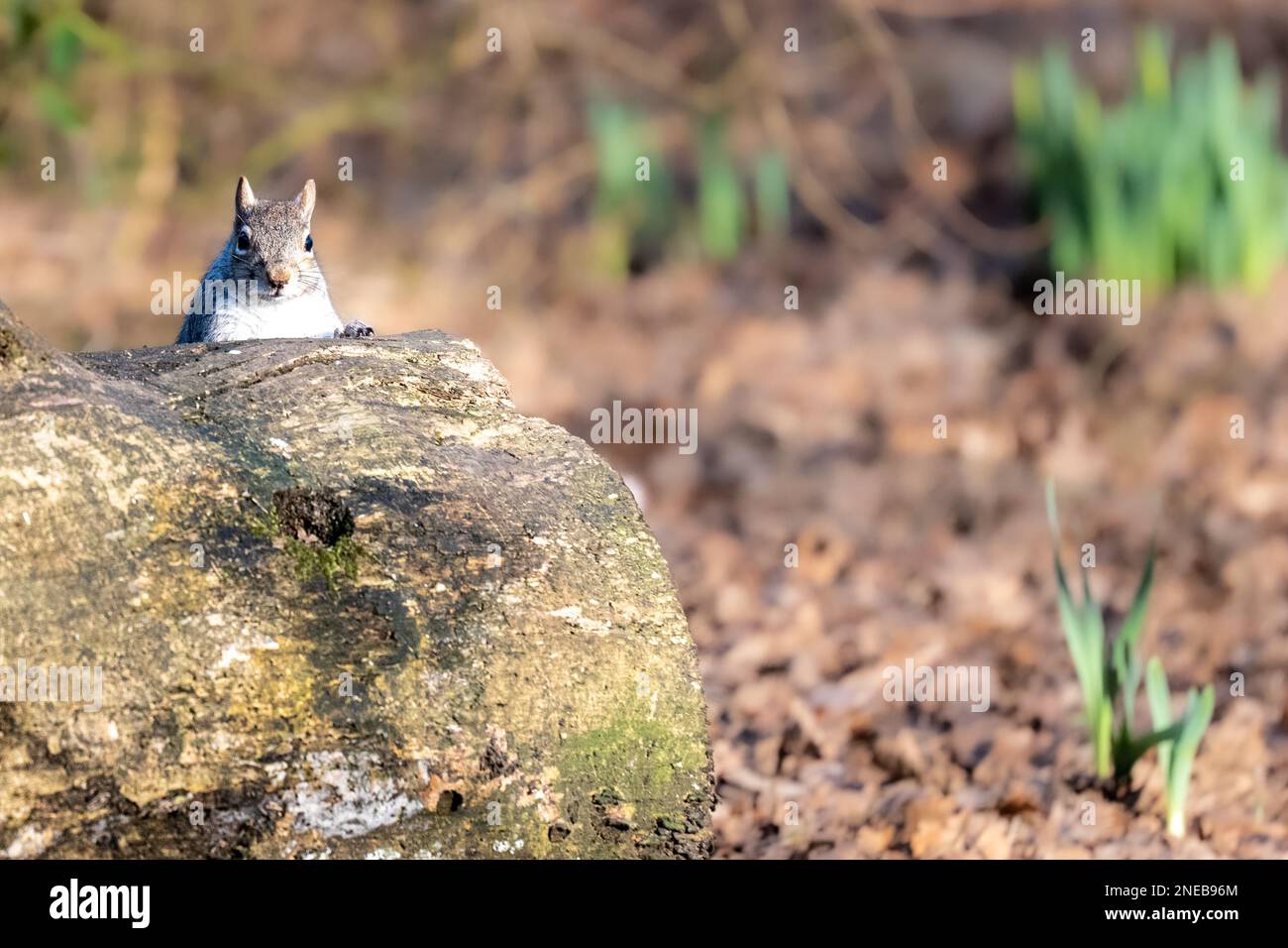 Grey Squirrel (Sciurus carolinensis) hiding behind a rock. Stock Photo
