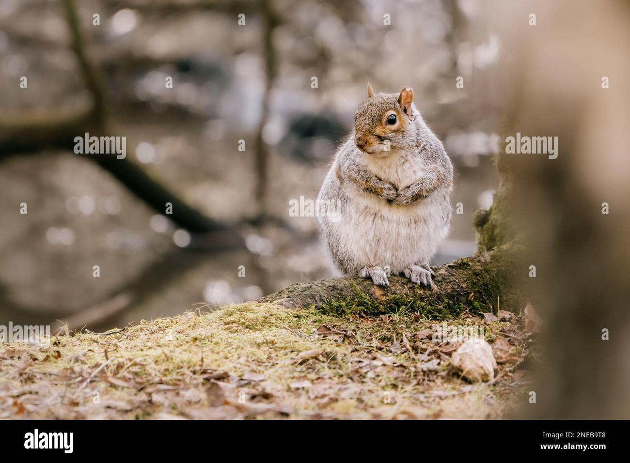 Grey Squirrel (Sciurus carolinensis) fat and chubby in woodland nature setting. Stock Photo