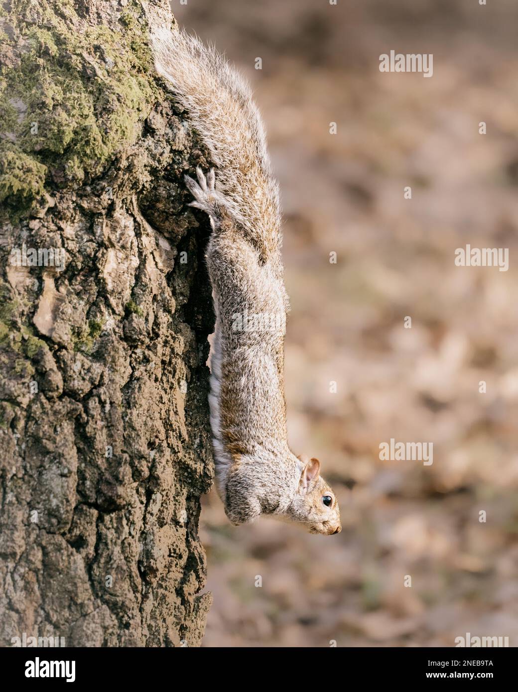 Grey Squirrel (Sciurus carolinensis) on a tree trunk in Golden Acre Park, Leeds. Stock Photo