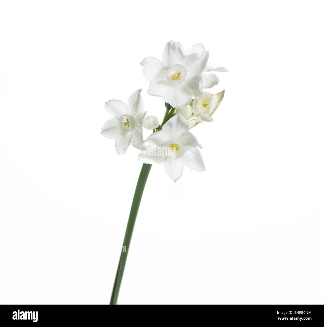 White flower of Narcissus papyraceus plant isolated on white background, common name paperwhite Stock Photo