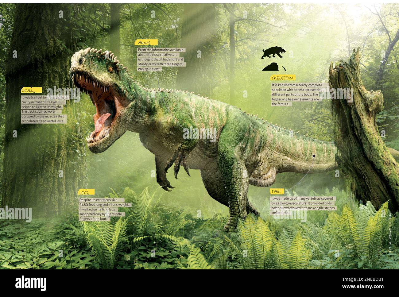Giganotosaurus anatomy hi-res stock photography and images - Alamy