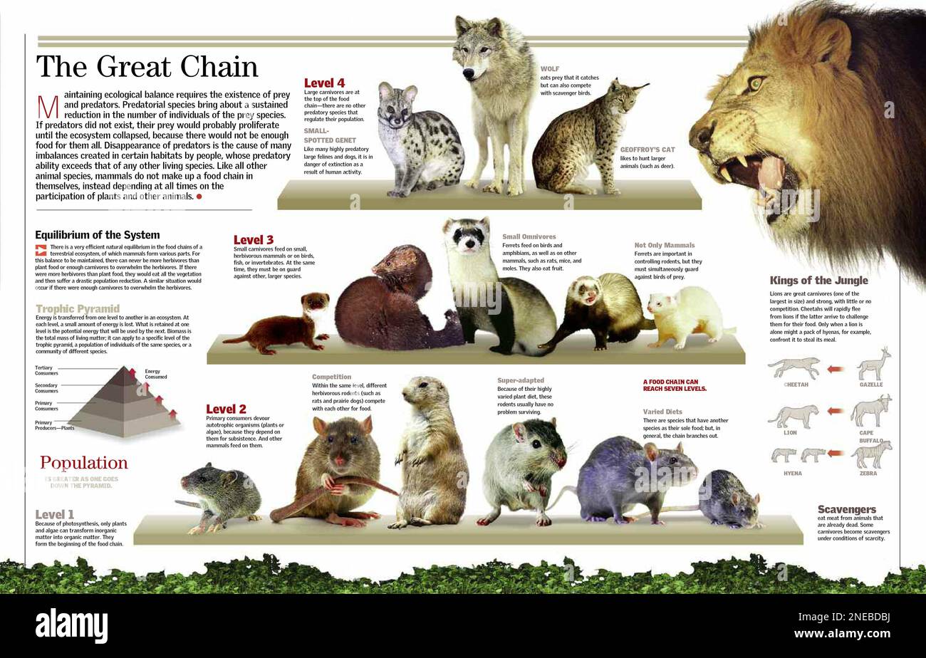 Cheetah Food Pyramid Biology Diagrams