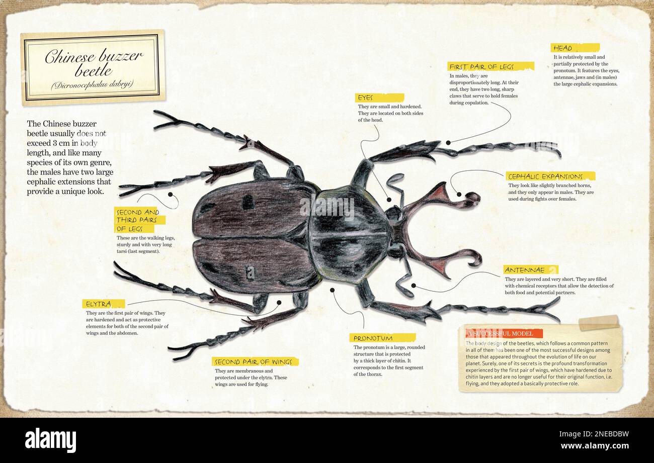 Infographic of the anatomy of Chinese buzzer beetle (Dicronocephalus dabryi). [Adobe InDesign (.indd); 5078x3248]. Stock Photo