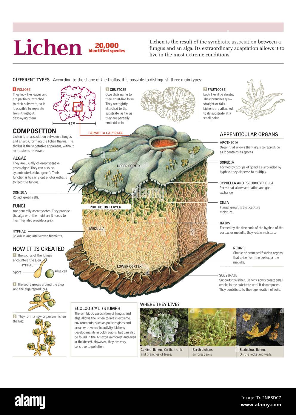 Infographics of the classification of lichens, its composition, formation and habitat. [Adobe Illustrator (.ai); 2480x3248]. Stock Photo