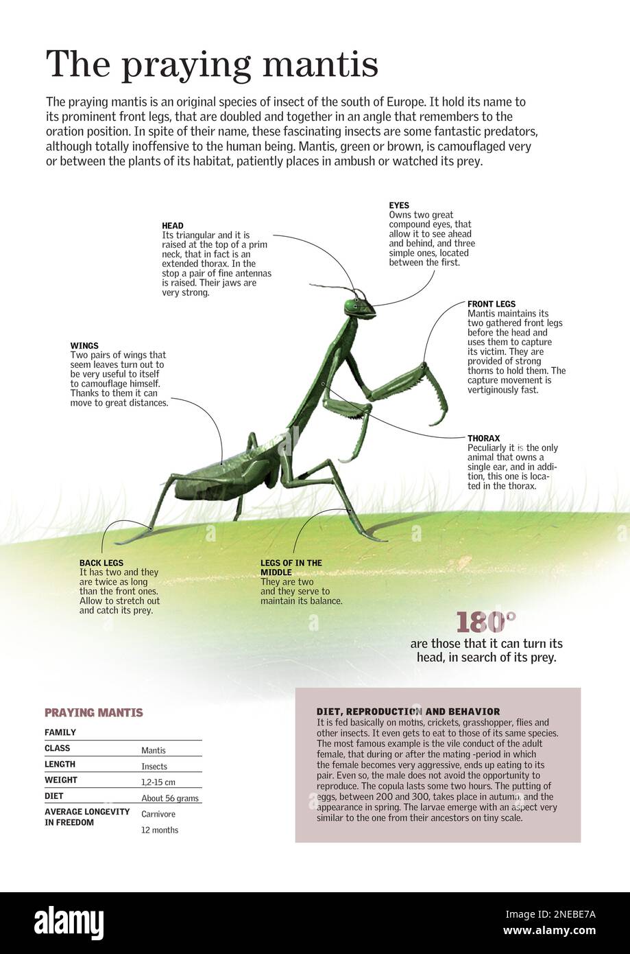 Infographic About The Morphology And Main Characteristics Of The   Infographic About The Morphology And Main Characteristics Of The Praying Mantis Adobe Indesign Indd 2480x3507 2NEBE7A 