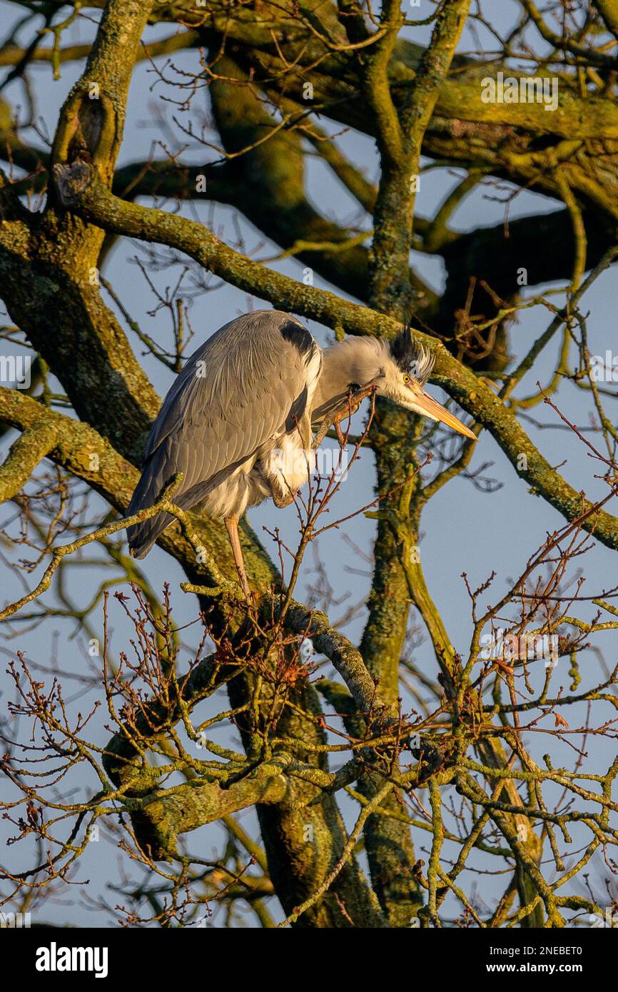 A grey heron, perched high in a tree, scratches an itch while surveying the landscape. Stock Photo